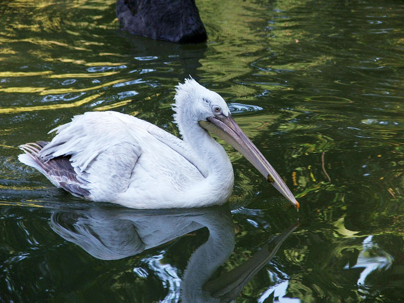 Фото: птица кудрявый пеликан