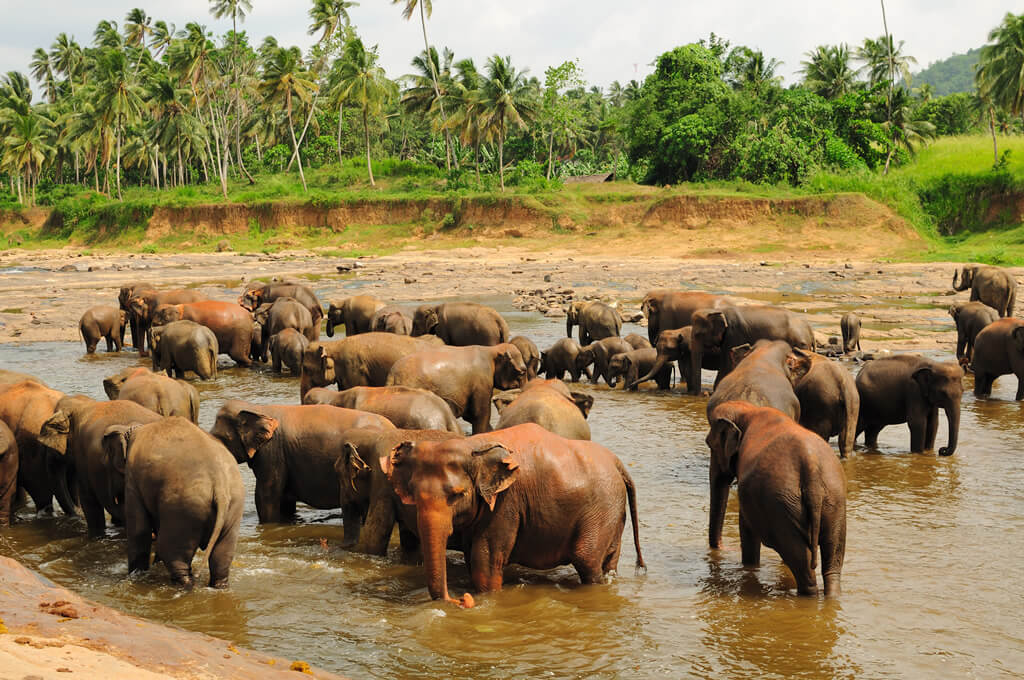 Фото: слоны купаются в реке