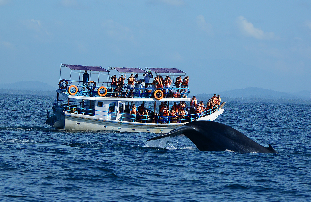 Фото: наблюдение за китами в Тангалле