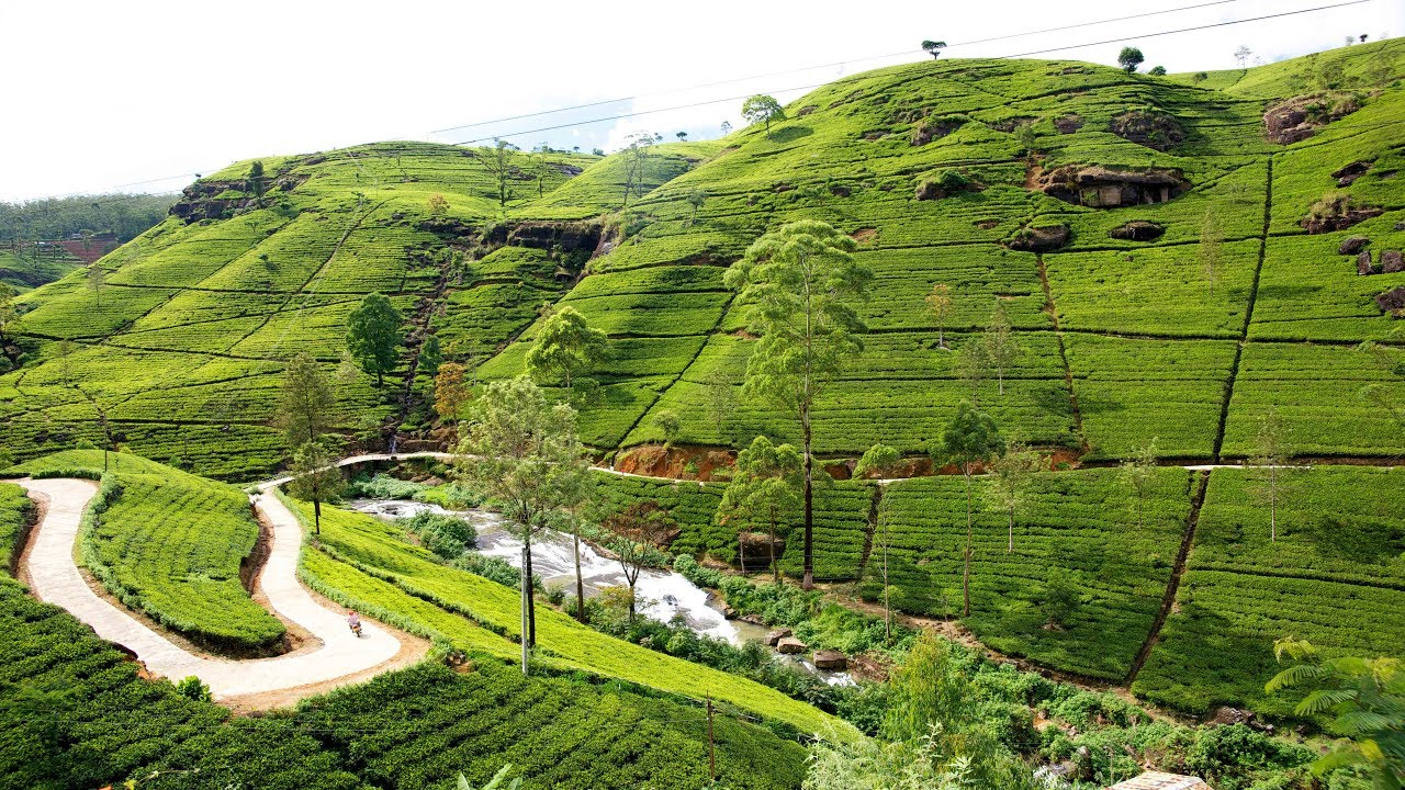 Фото: чайные плантации в районе нувара Элии