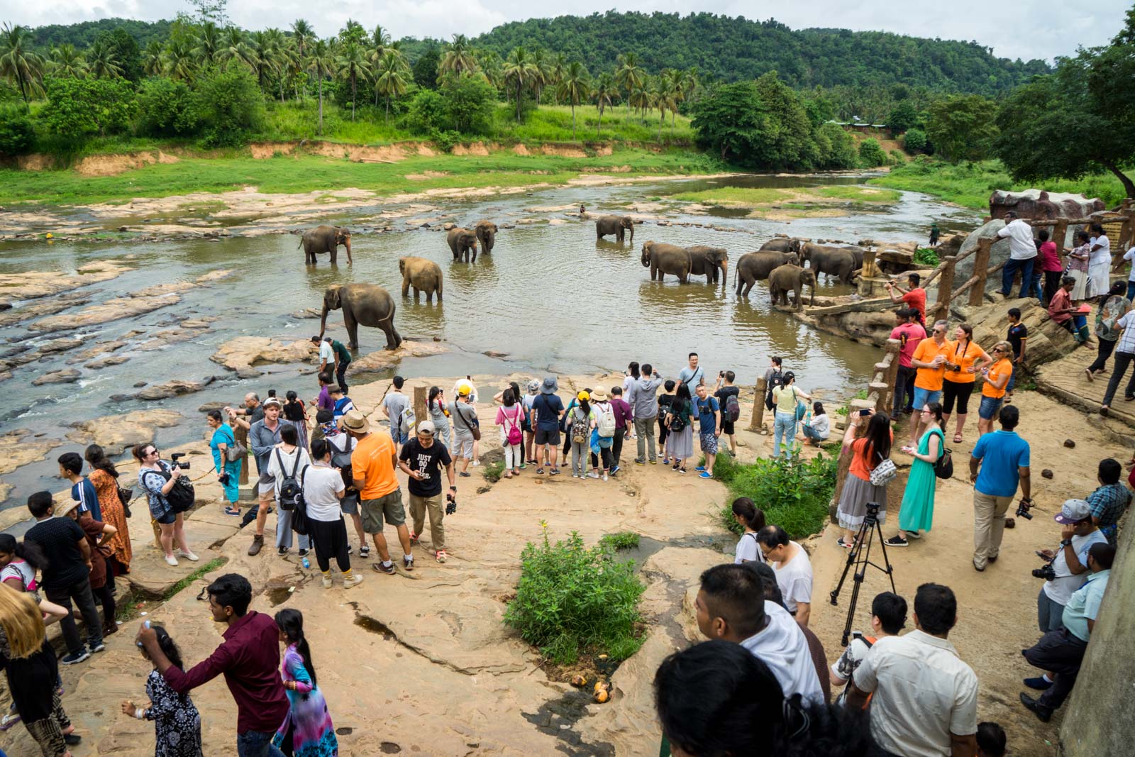 Фото: туристы наблюдают за слонами