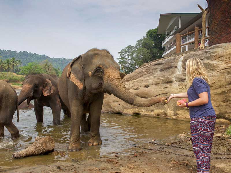 Туристка кормит слона