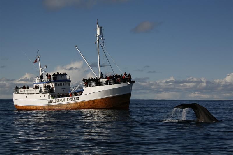 Китовое сафари на Лофотенах