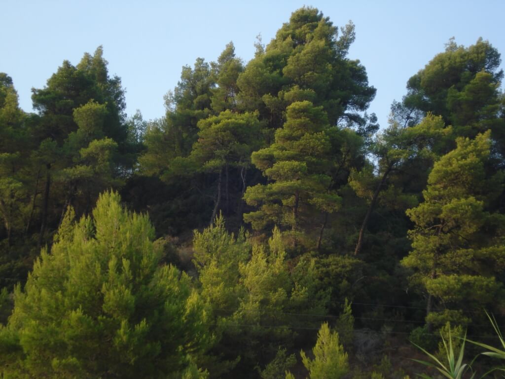 Сосновый лес в Криопиги