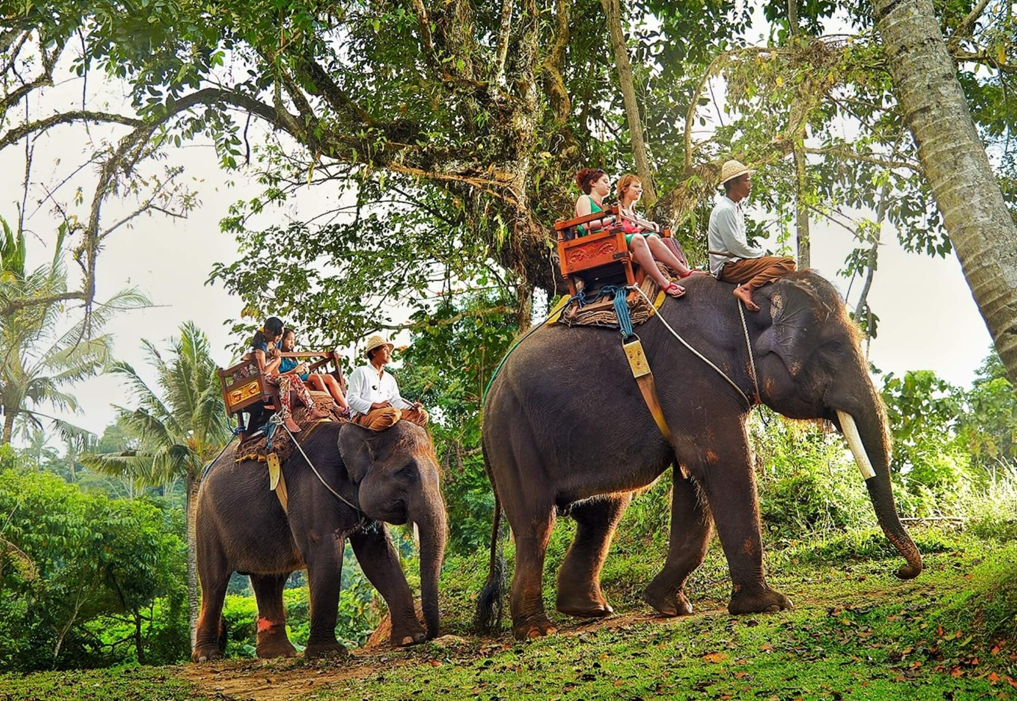 ali safari sri lanka