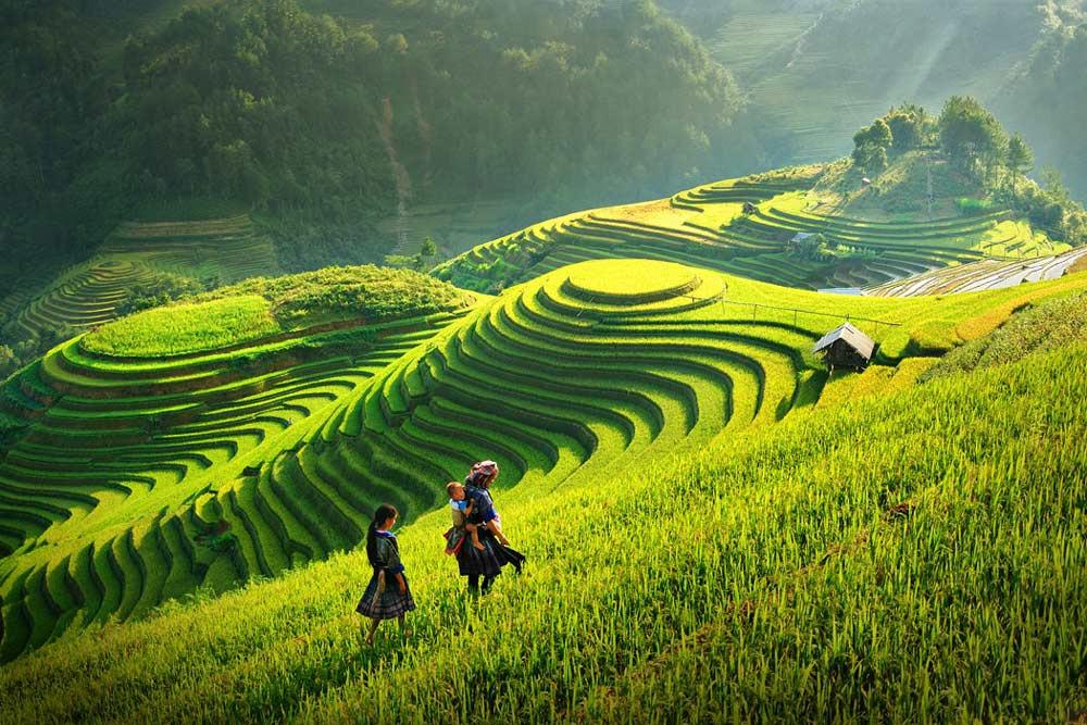 Фото: террасные рисовые поля
