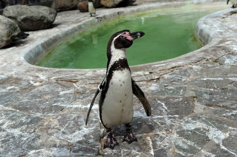 Пингвин в Антверпенском зоопарке