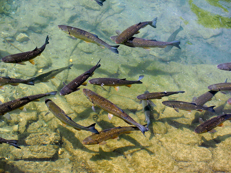 Здешние воды богаты разнообразной рыбой