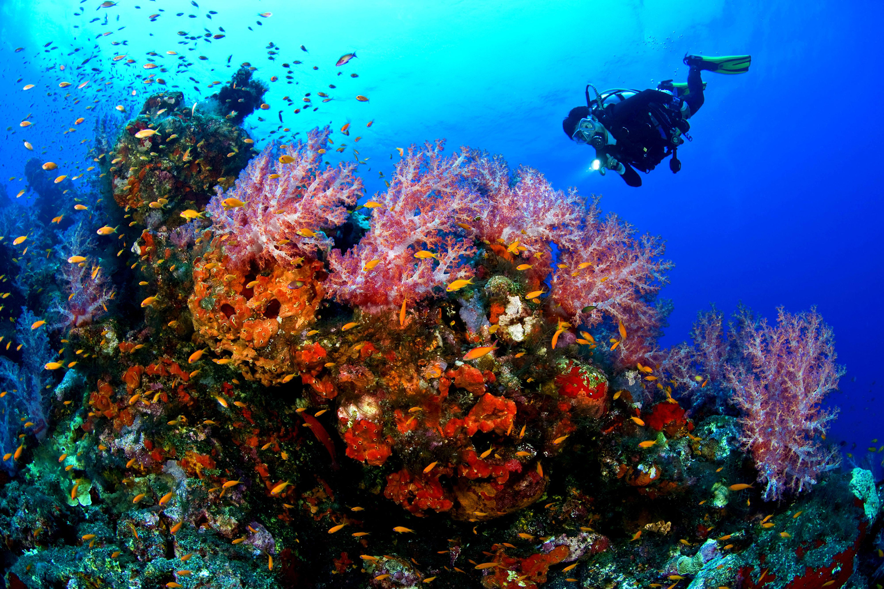 Подводный мир возле острова Реданг
