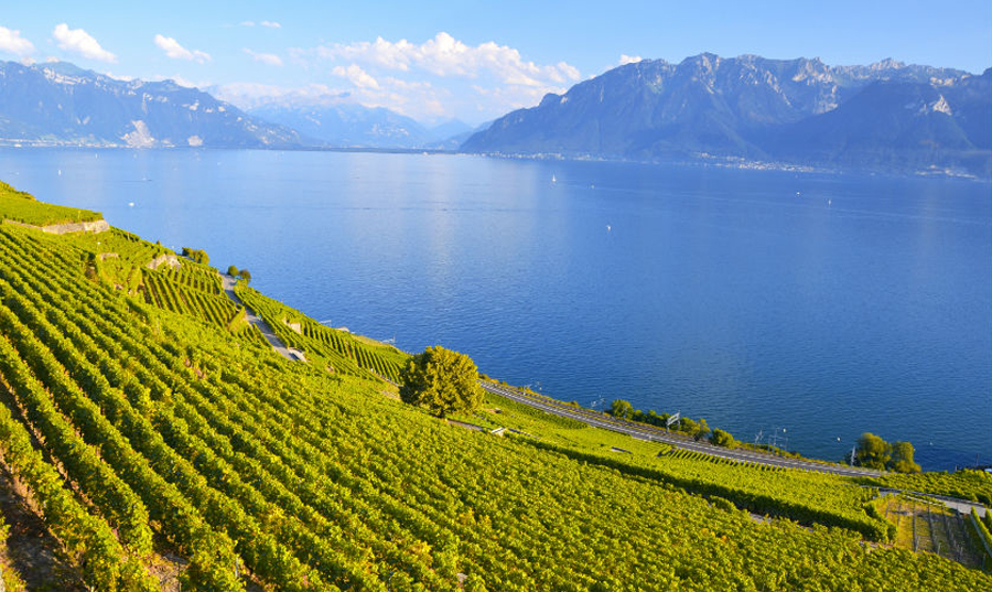 Виноградники возле Женевского озера Леман