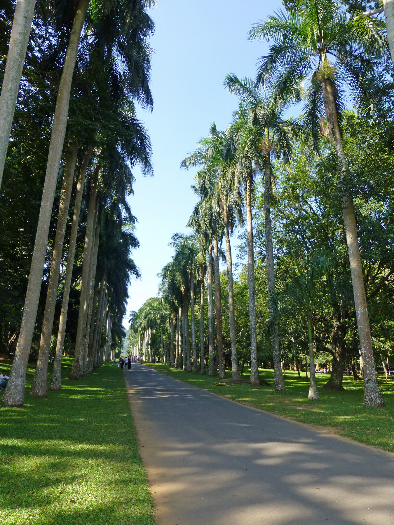 Пальмовая аллея в ботаническом саду Перадения