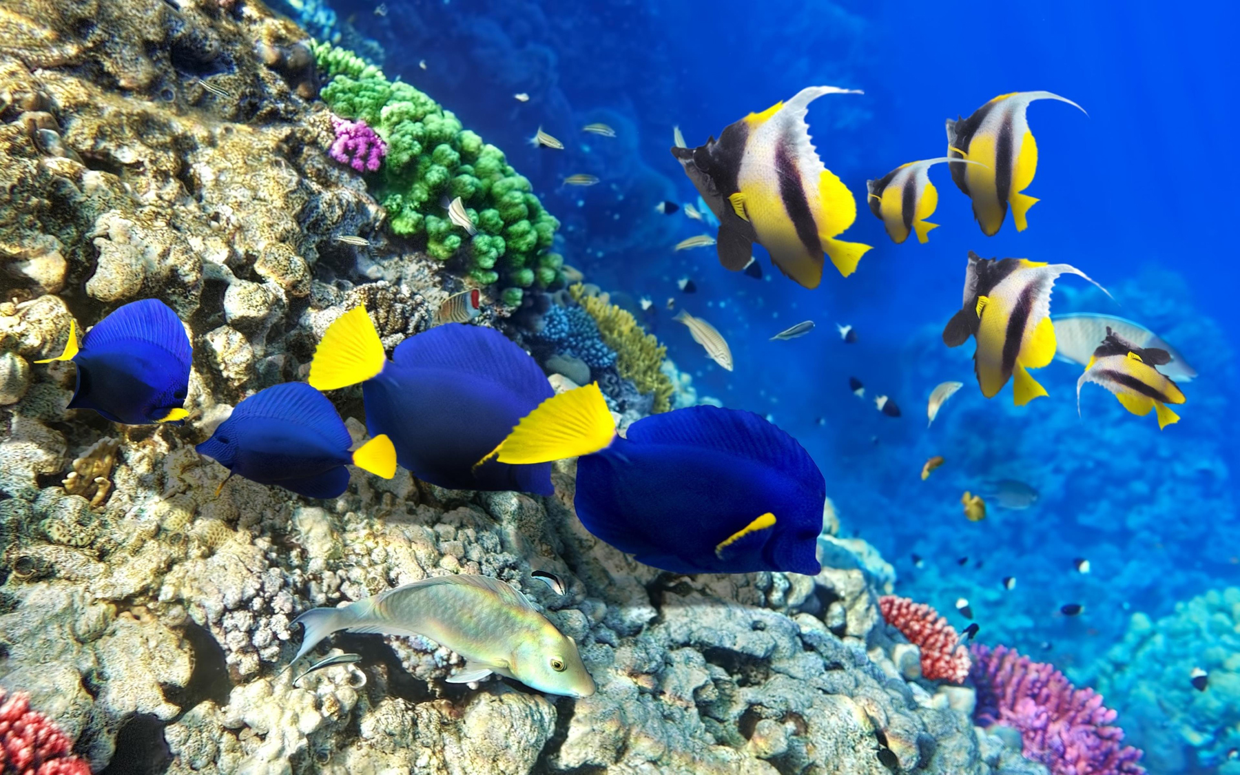 Подводный мир острова Тиоман