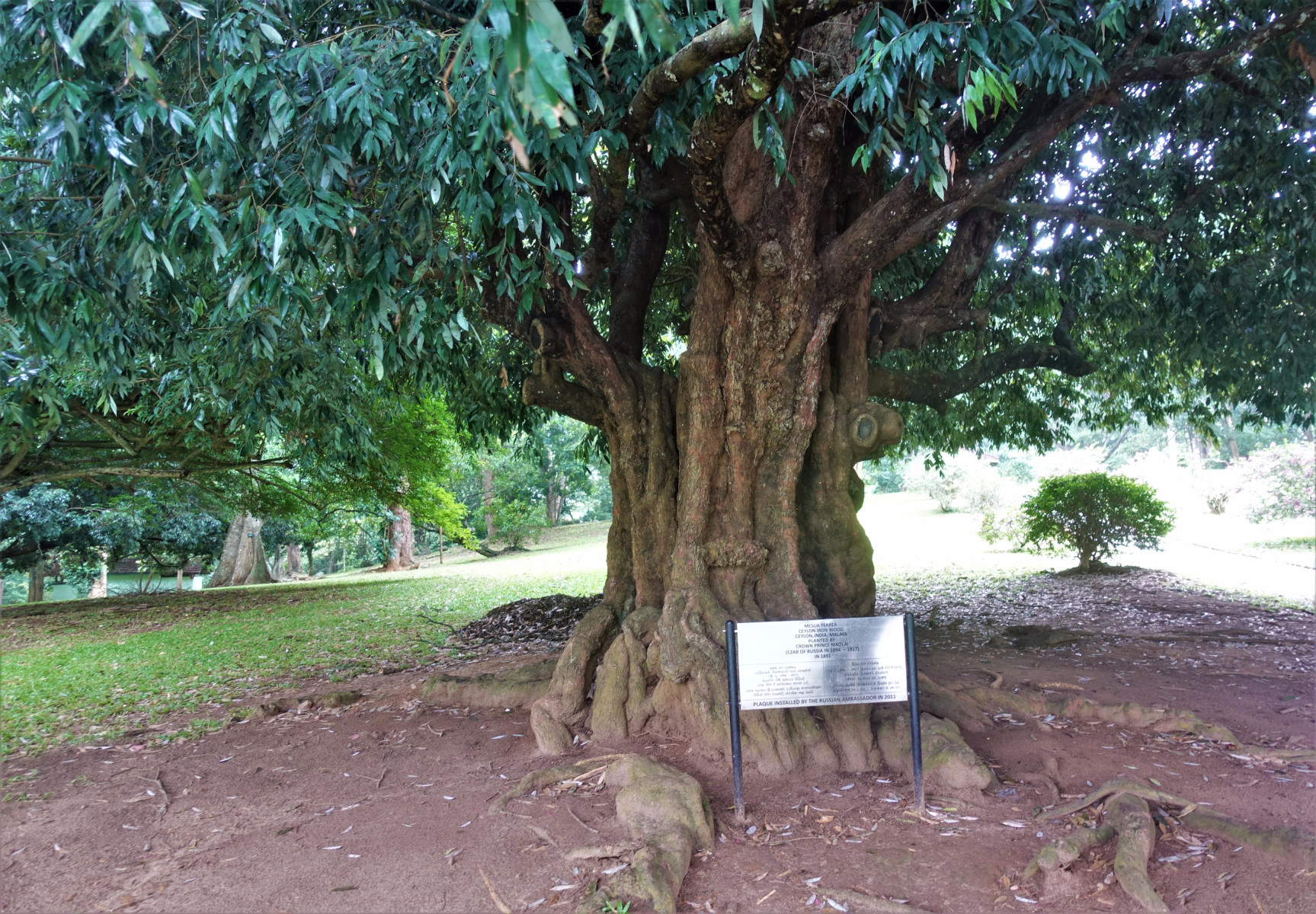 Цейлонское железное дерево - Дерево Николая II