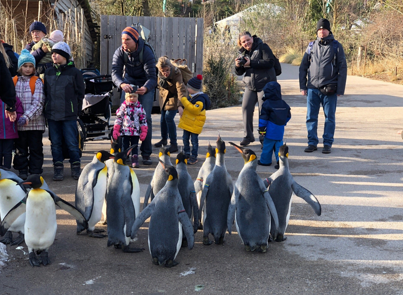 Пингвины в Zoo Zurich