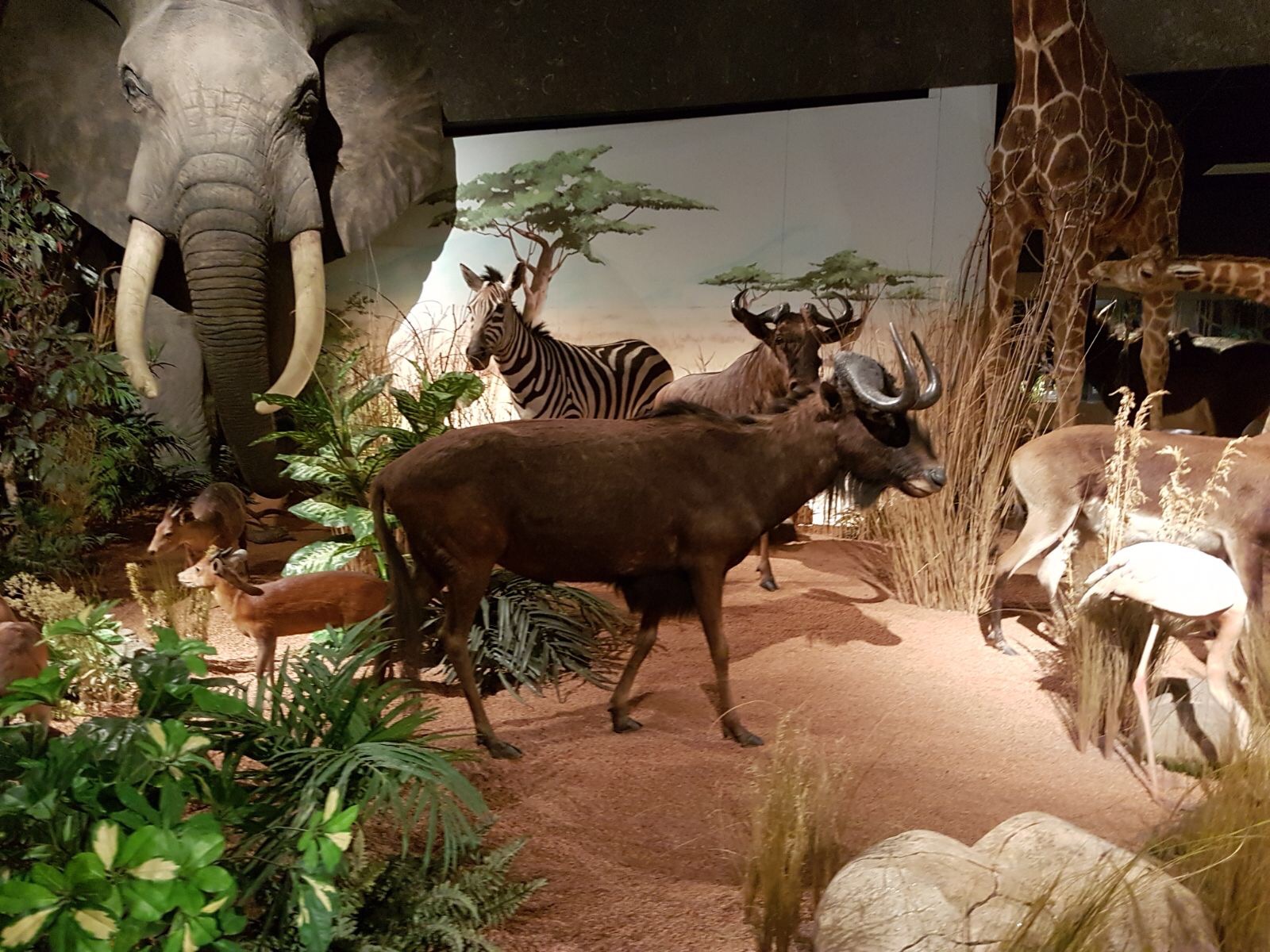 Чучела животных в музее естественной истории