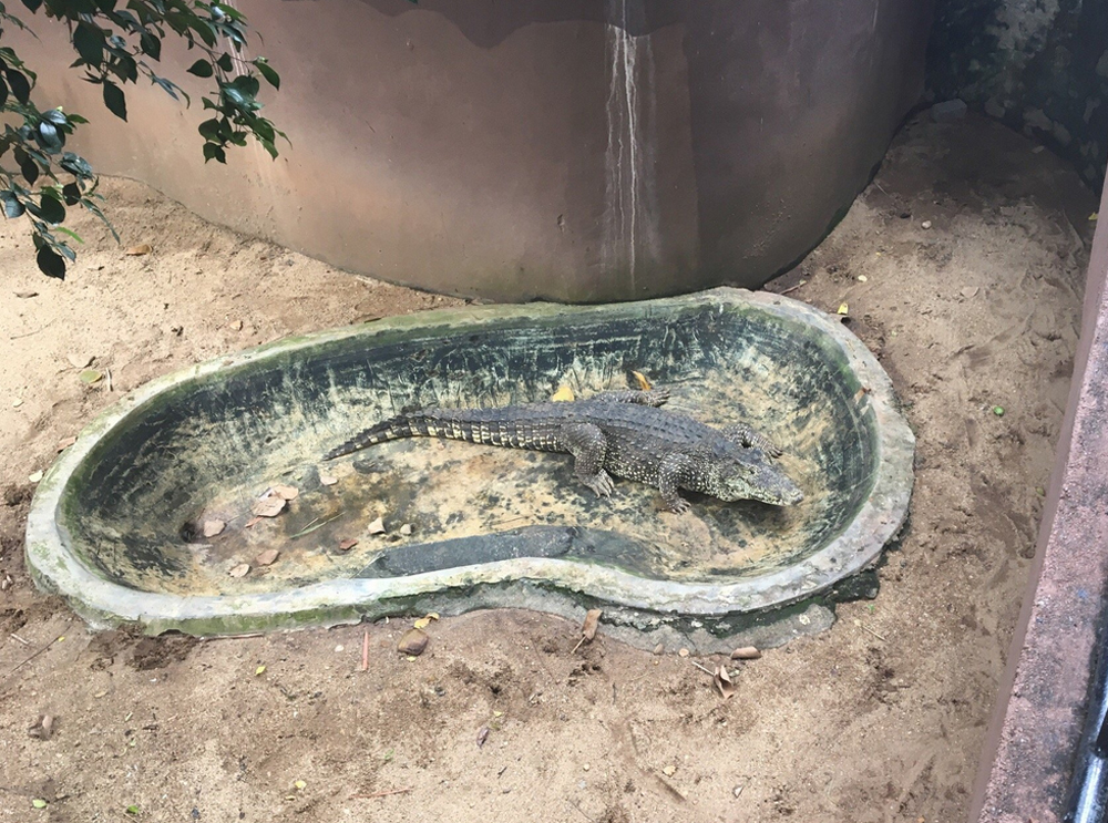 Крокодил в Национальном зоологическом саду