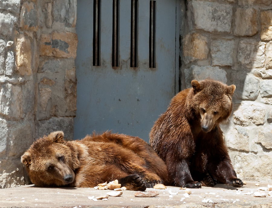 Медведи в зоопарке Лиссабона