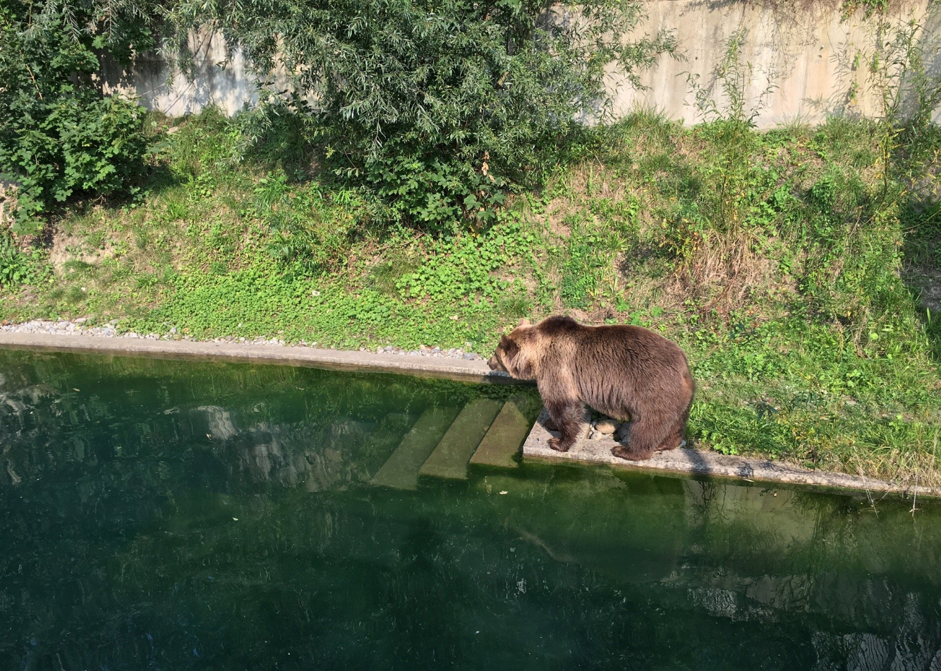 Медведь в Медвежьей яме