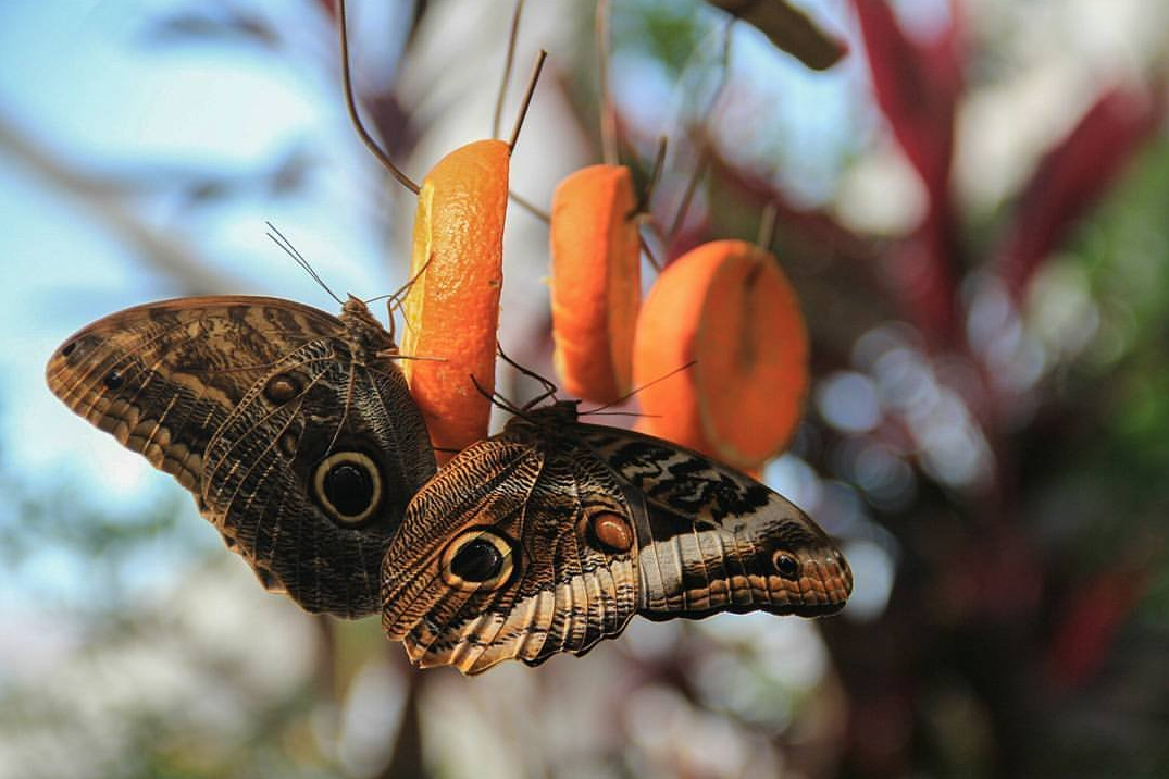 Бабочки в Konya Tropical Butterfly Garden