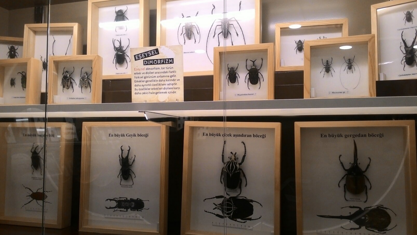 Экспонаты жуков