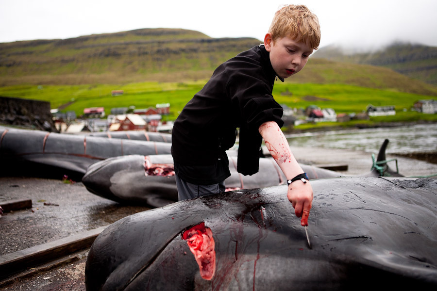 Убийство дельфинов разрешено законом Фарерских островов