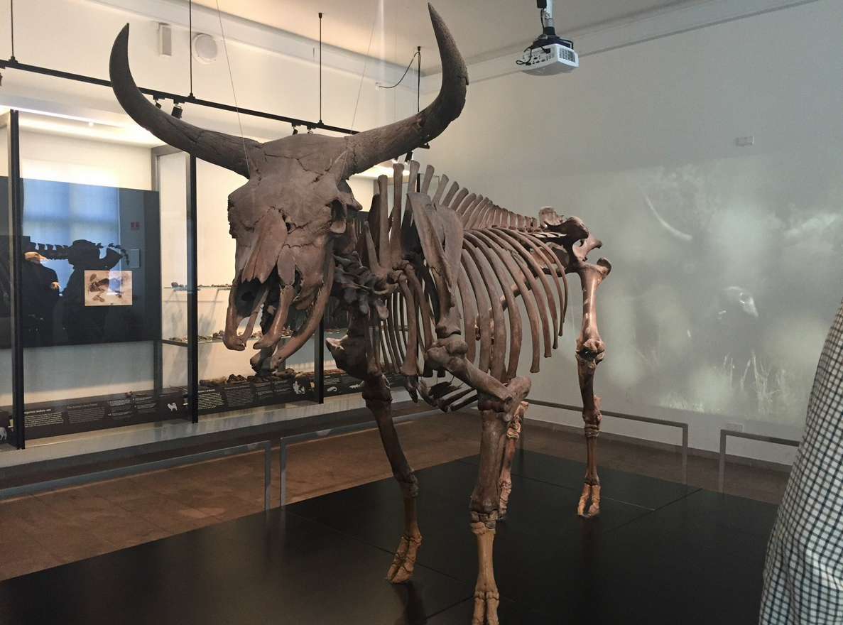 Скелет в национальном музее Дании