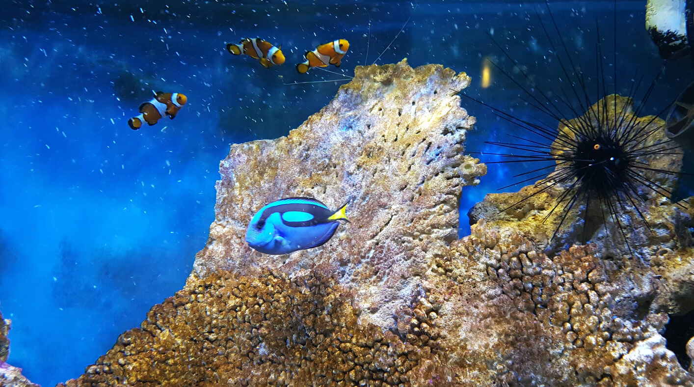 Рыбки в океанариуме