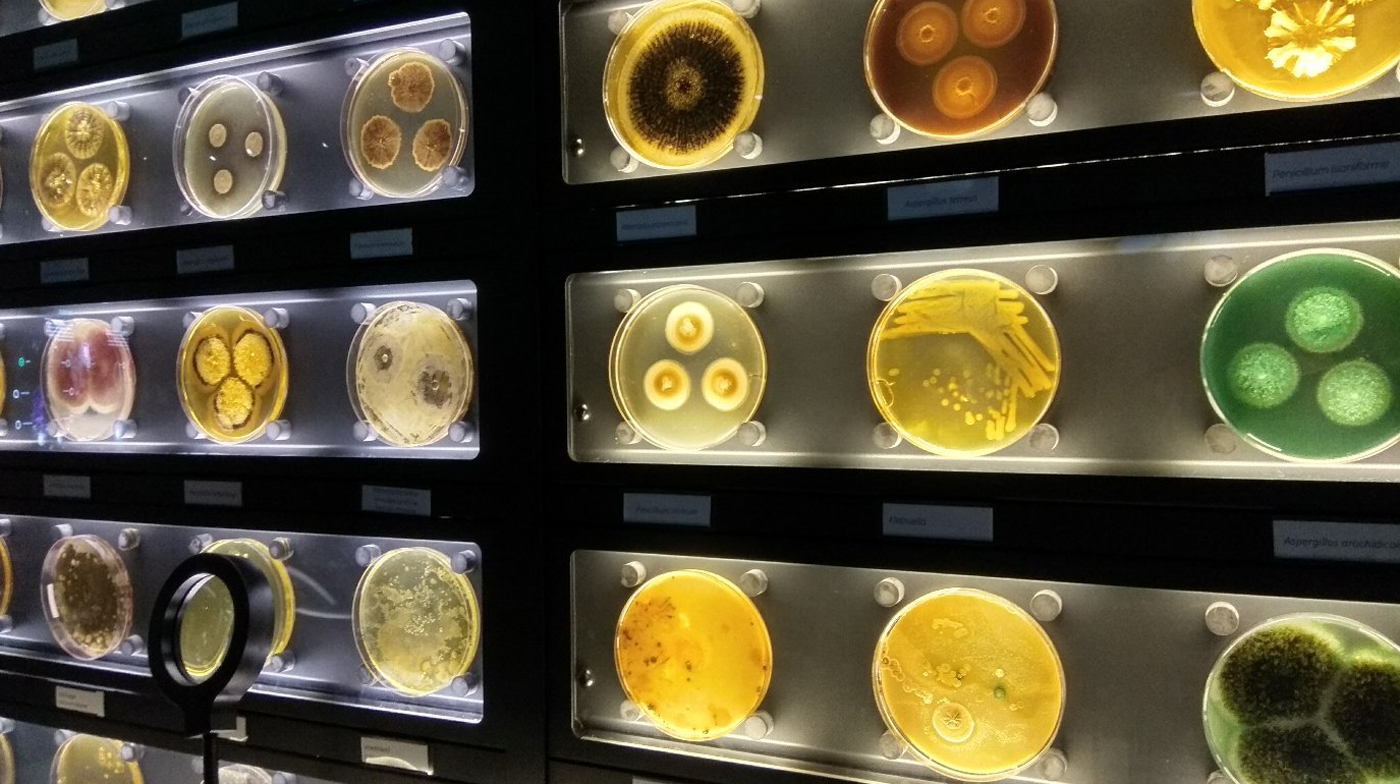 Вв музее микробов