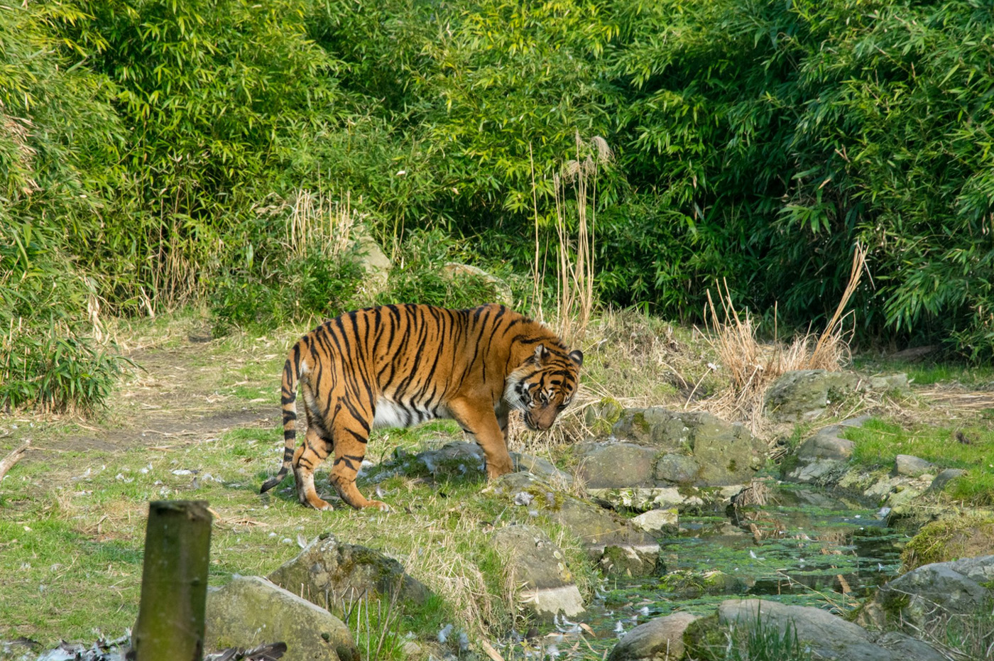 Тигр в зоопарке Роттердама