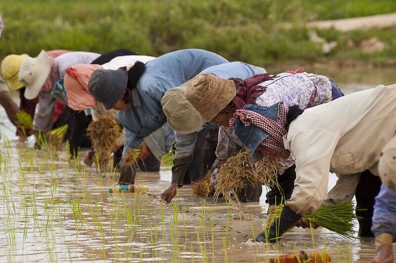 Сборщики риса на поле