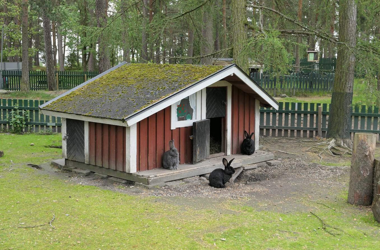 Кролики в парке