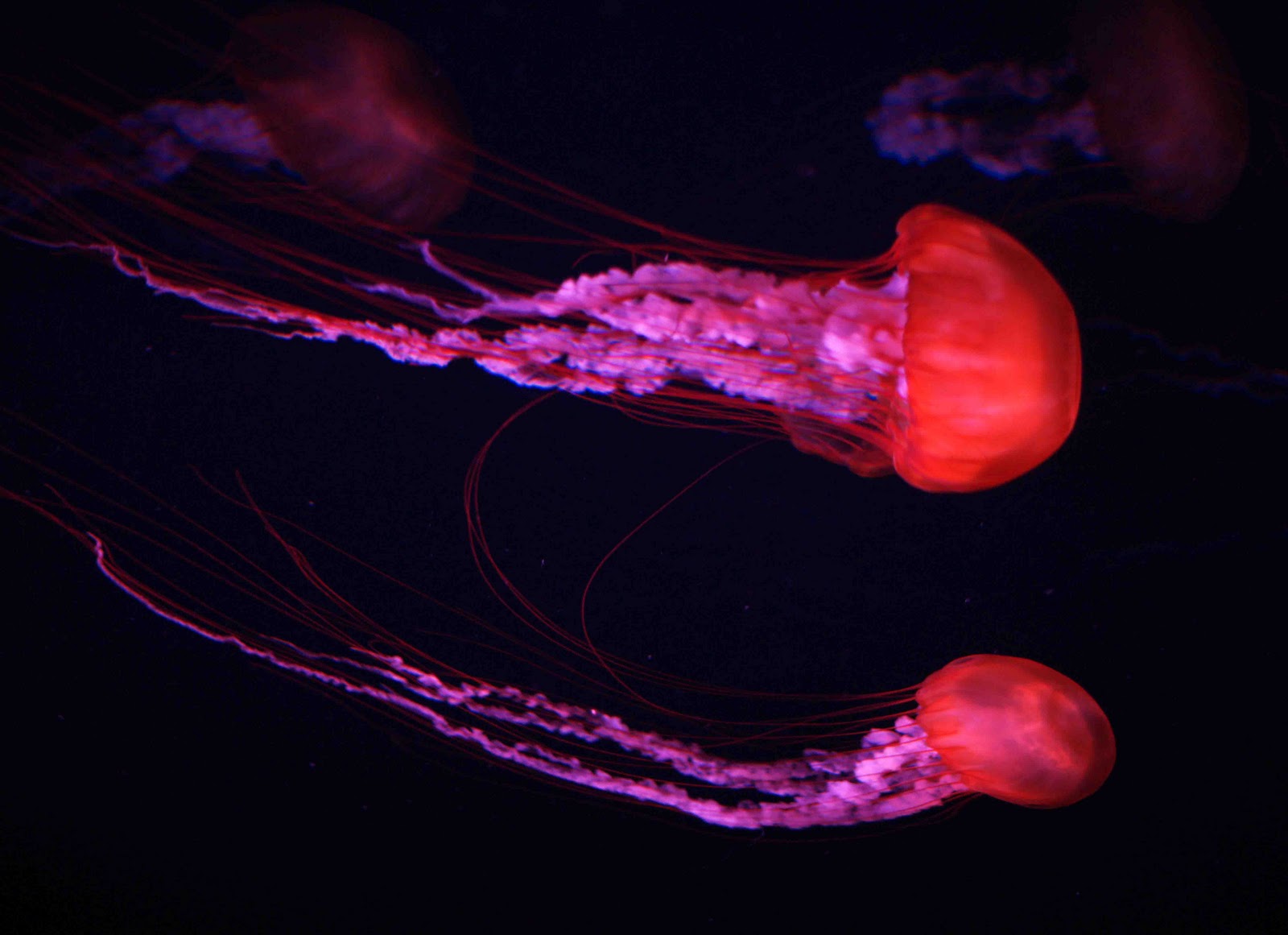 Медузы в Океанариуме