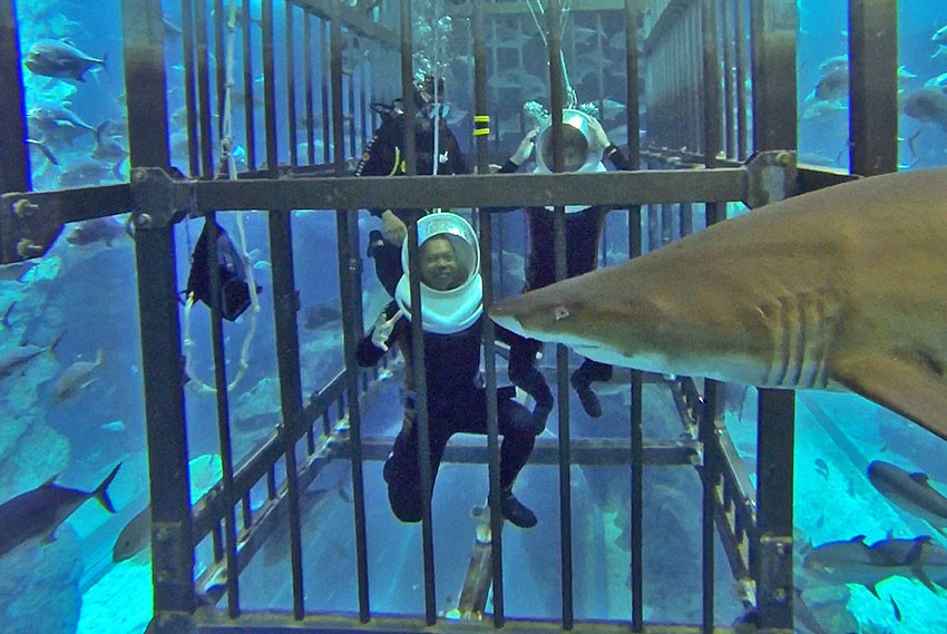 Погружение в клетку с акулами