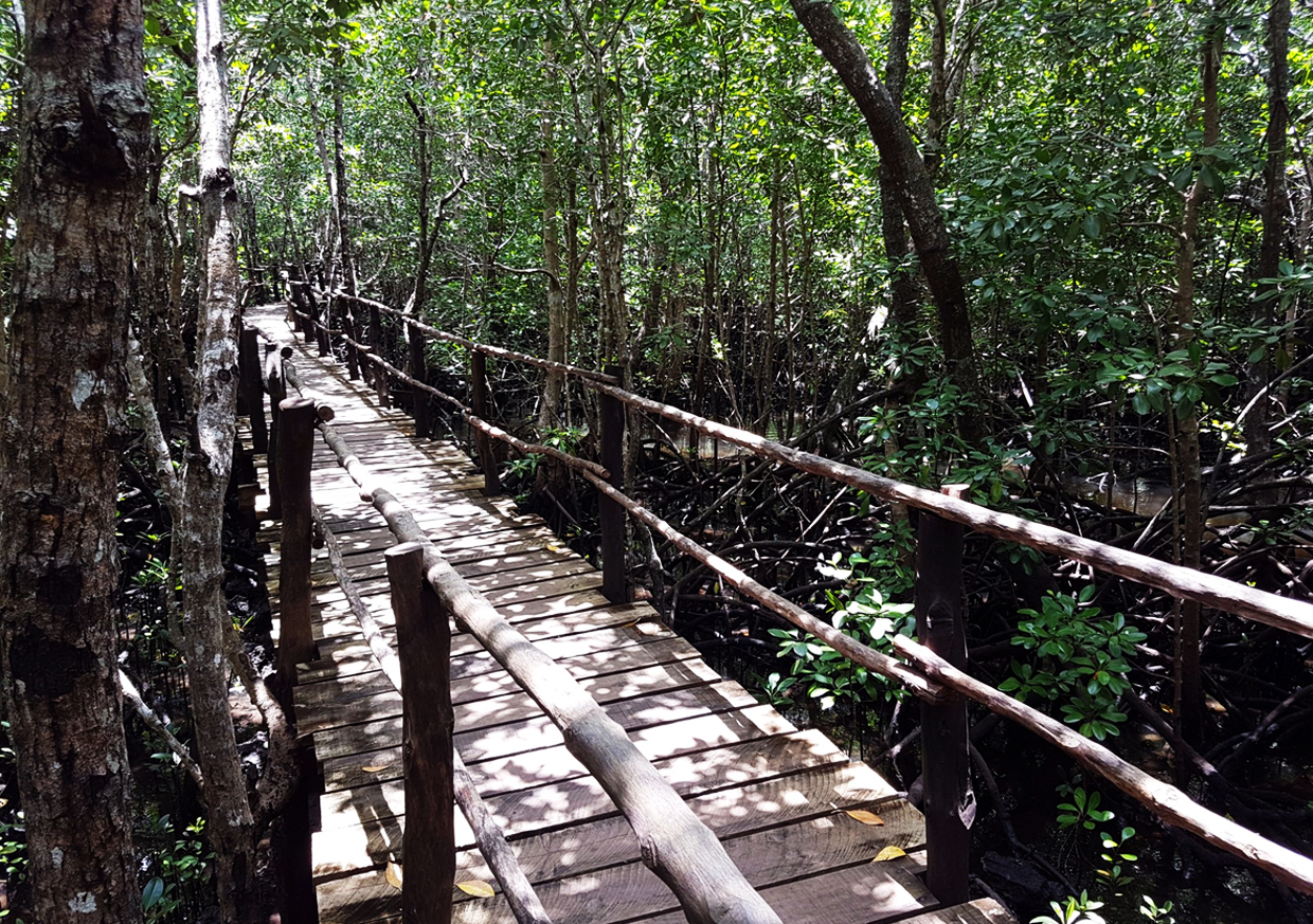 Деревянные мостики в национальном парке Джозани Чвака