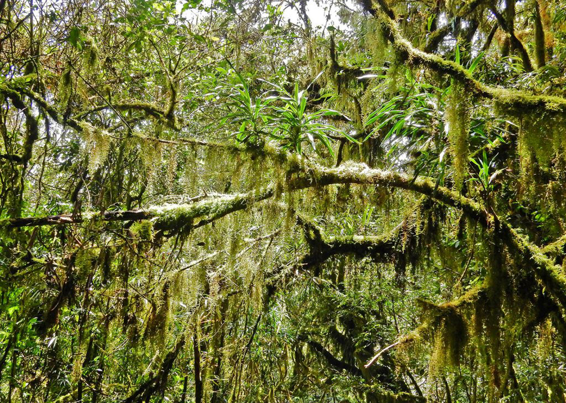 Тропический лес Килиманджаро