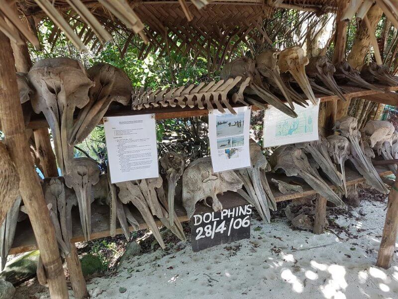 Скелеты дельфинов, погибших на Занзибаре в 2006 году