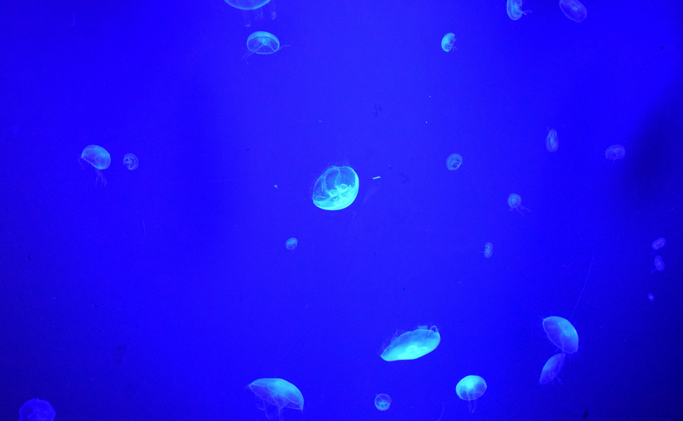 «Морские медузы»