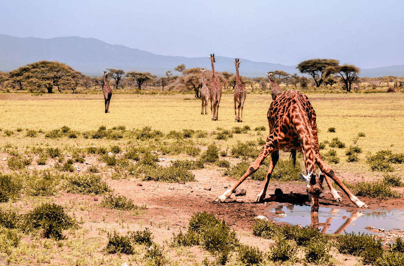 Жирафы в Национальном парке Серенгети
