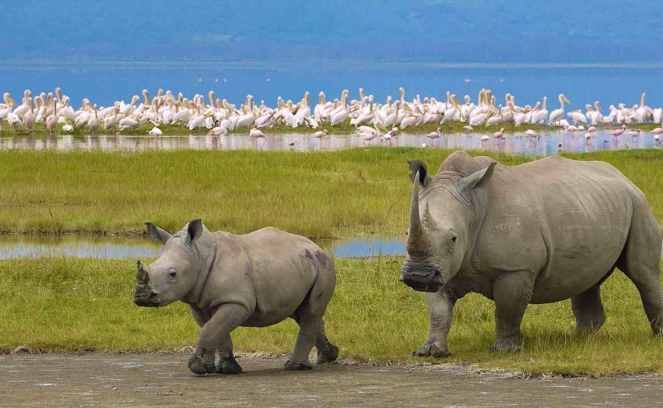 Носороги в заповеднике Нгоронгоро