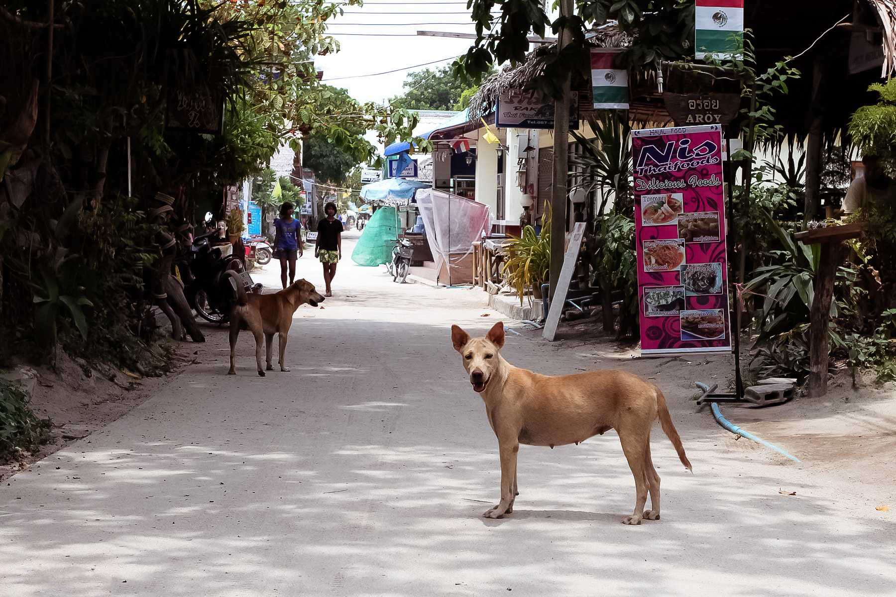 Собаки на острове Ко Липе