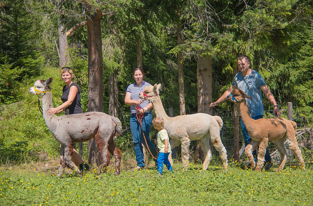 Экскурсия на ферму по разведению альпак