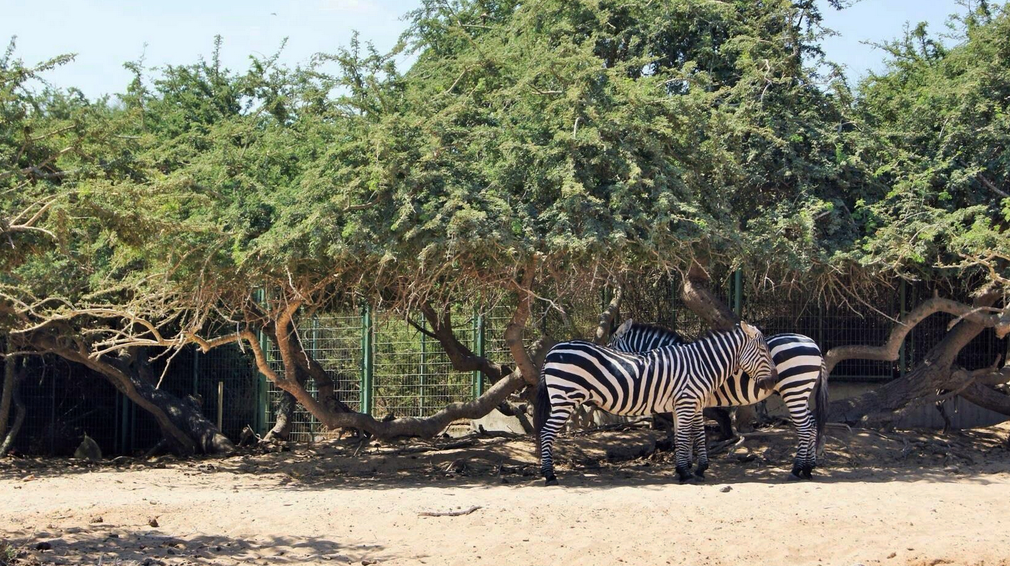Зебры в парке
