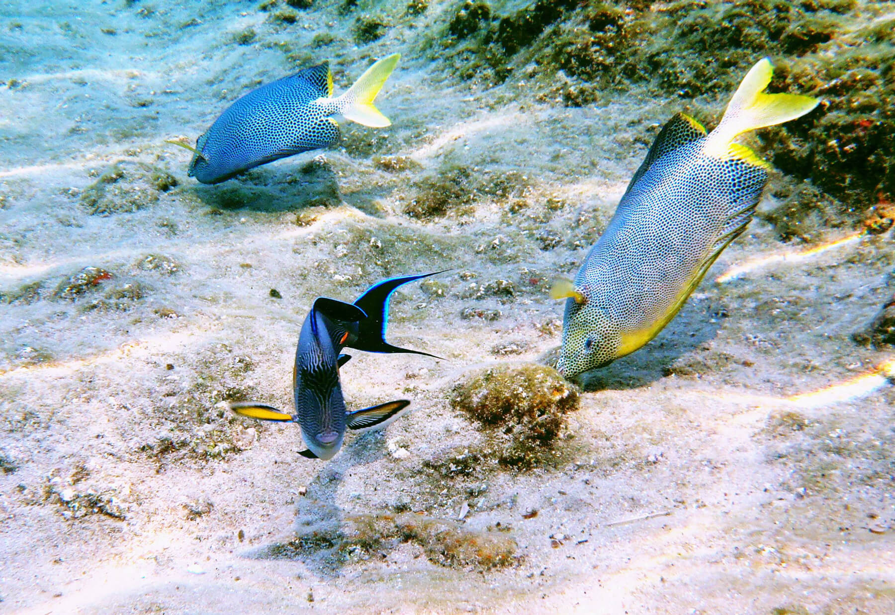 Жители кораллового рифа