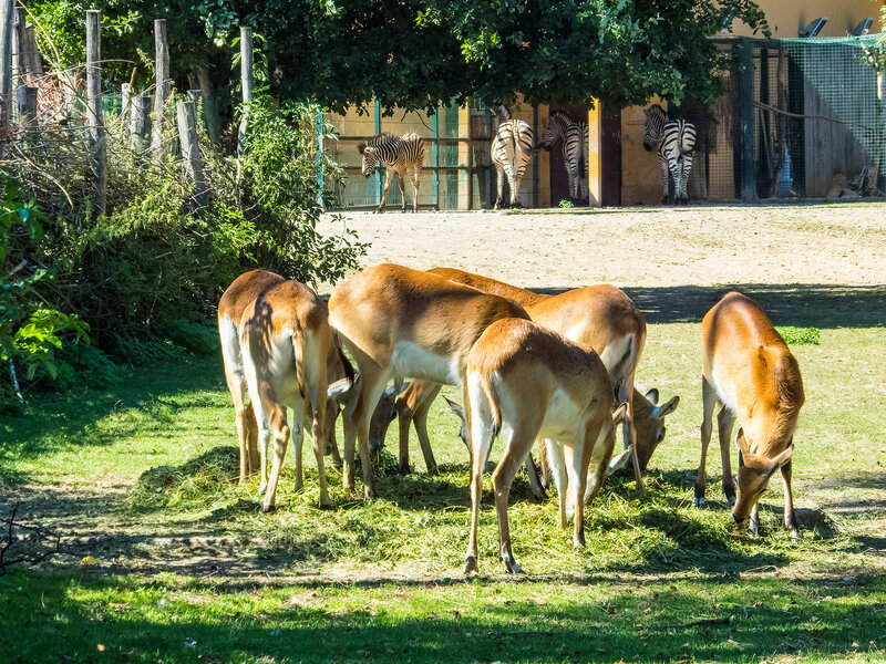 Зоопарк в Пльзене