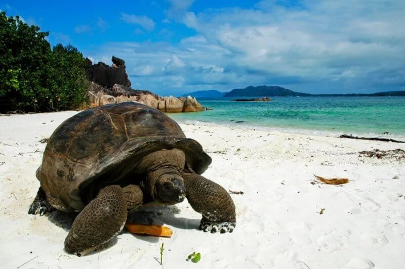 Черепаха на острове Хуонг