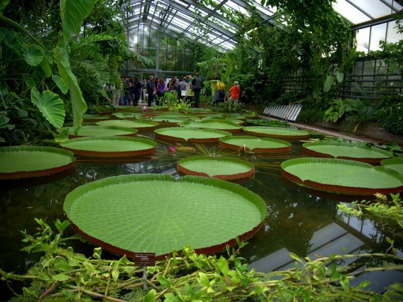 Павильон ботанического сада