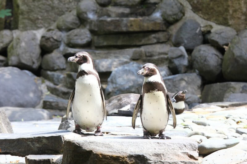 Павильон пингвинов