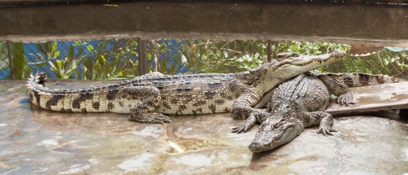 Крокодилы в зоопарке