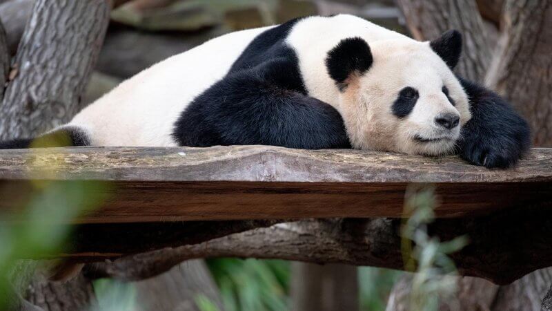 Панда в зоопарке