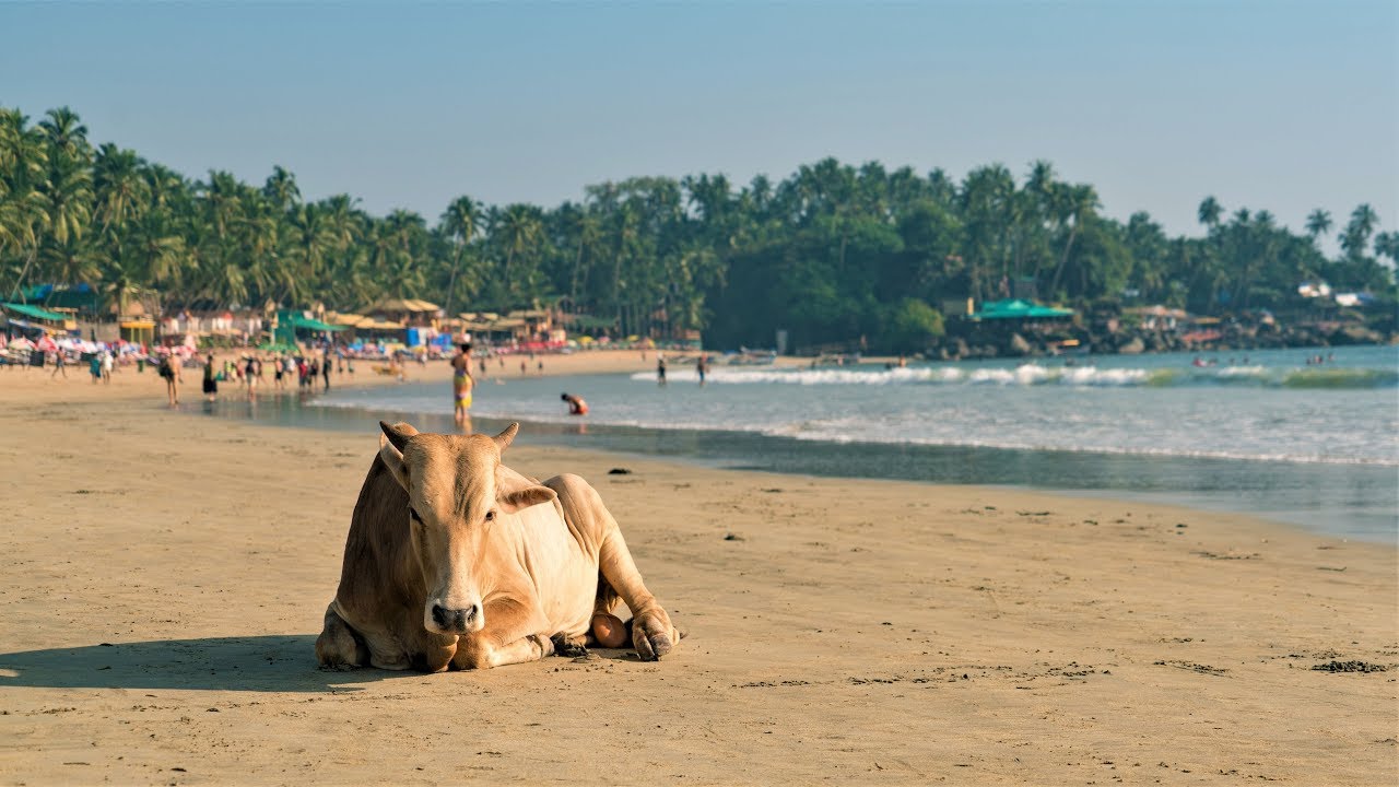 Лучшие пляжи Южного Гоа: с белым песком, с черным песком, секретные